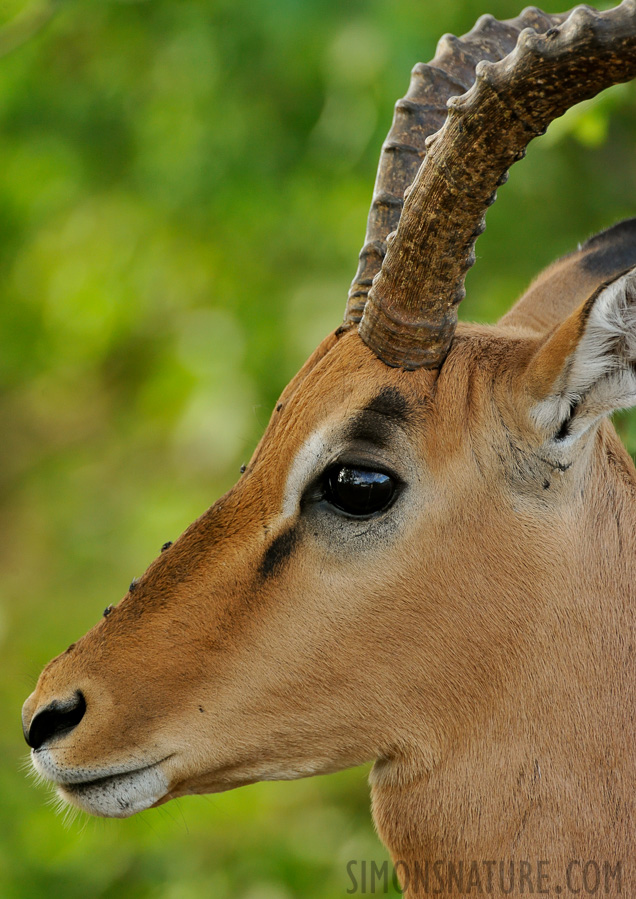 Aepyceros melampus [550 mm, 1/320 Sek. bei f / 8.0, ISO 1600]